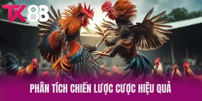 Phân tích chiến lược cược hiệu quả